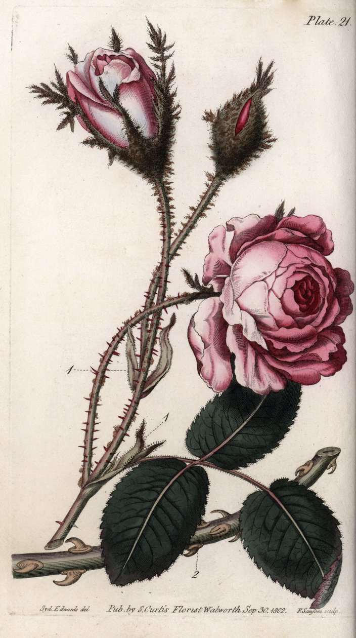 Rose, rose blomst hundrede blade. Farvet kobberstik, illustration af Sydenham Edwards (1768-1819) til Conferences of Botanical, Botanical Garden of Lambeth (England) af Sydenham Teast Edwards