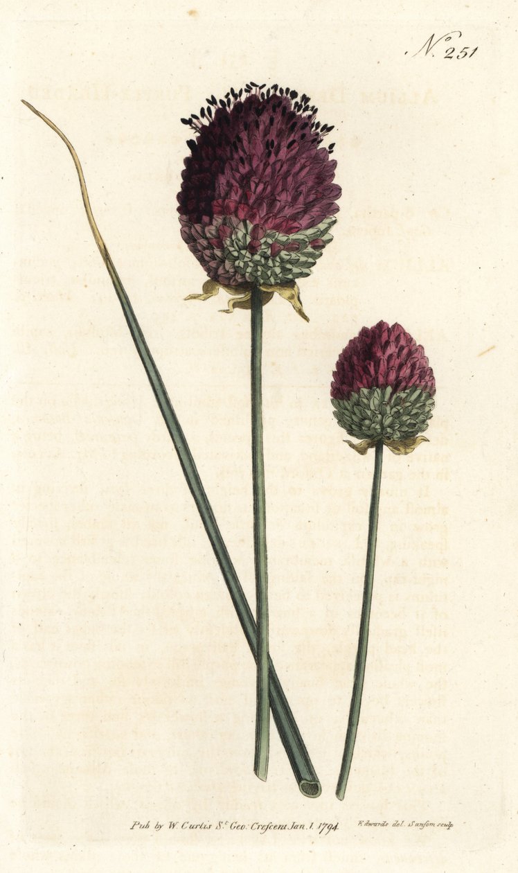 Rundhovedet hvidløg, Allium sphaerocephalon (lillahovedet hvidløg, Allium descendens). Håndfarvet kobberstik af Sansom efter en illustration af Sydenham Edwards fra William Curtis
