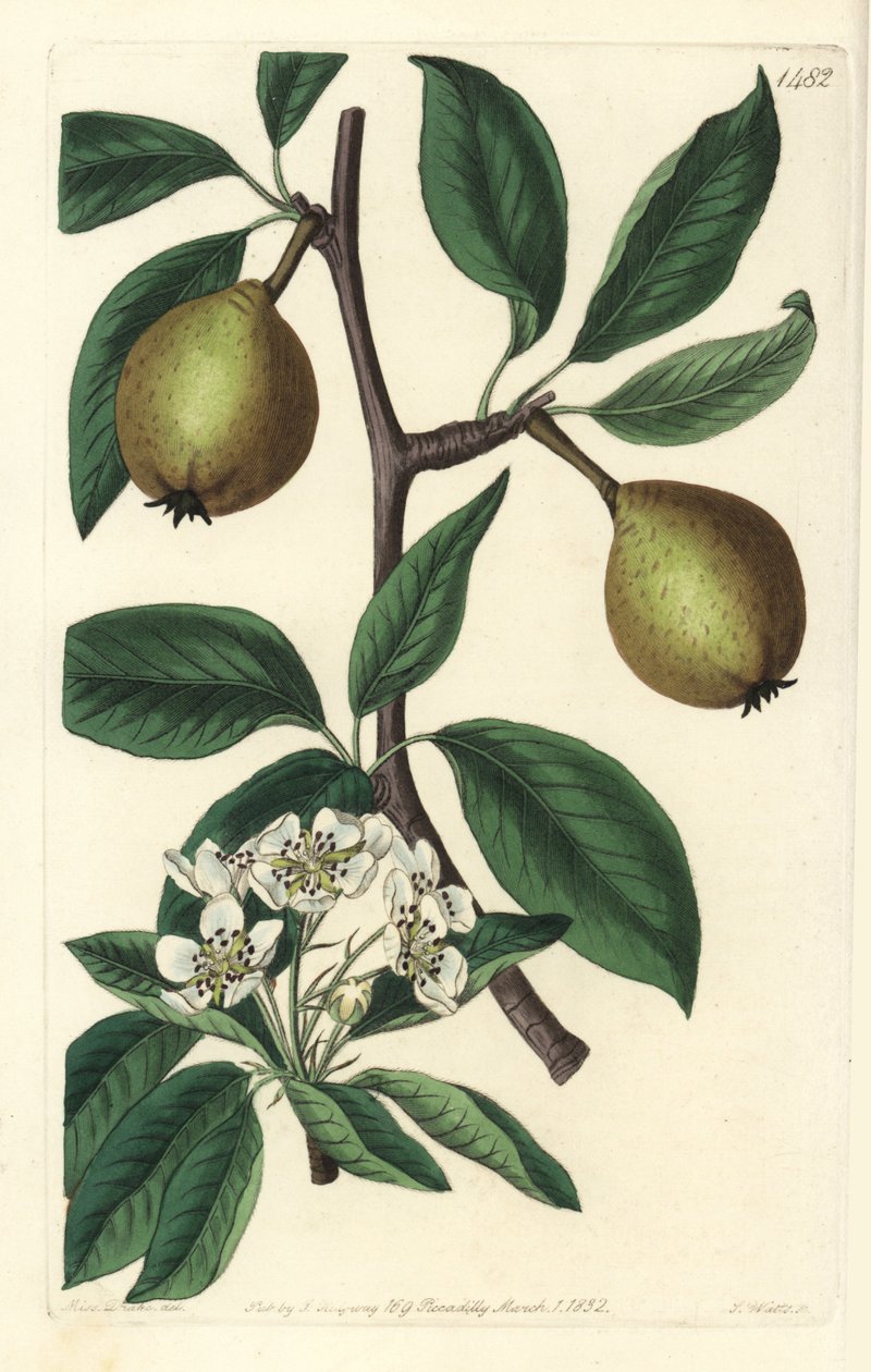 Salviebladspære - salviebladspære, Pyrus salviifolia (Pyrus salvifolia). Håndfarvet kobberstik af S. Watts efter en illustration af Sarah Drake fra Sydenham Edwards