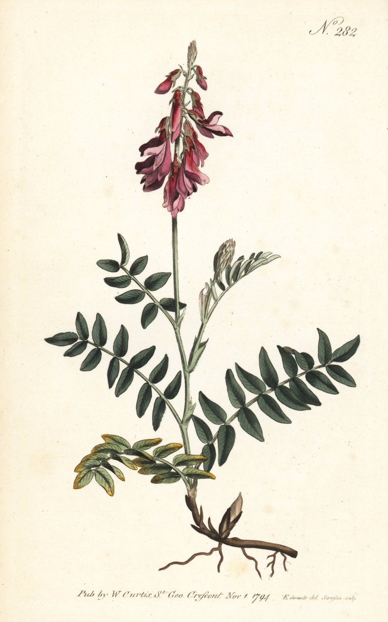 Sainfoin des Alpes - Alpine sainfoin, Hedysarum hedysaroides (krybende rodfæstet hedysarum obscurum) - Håndfarvet kobberstik af Sansom efter en illustration af Sydenham Edwards fra William Curtis