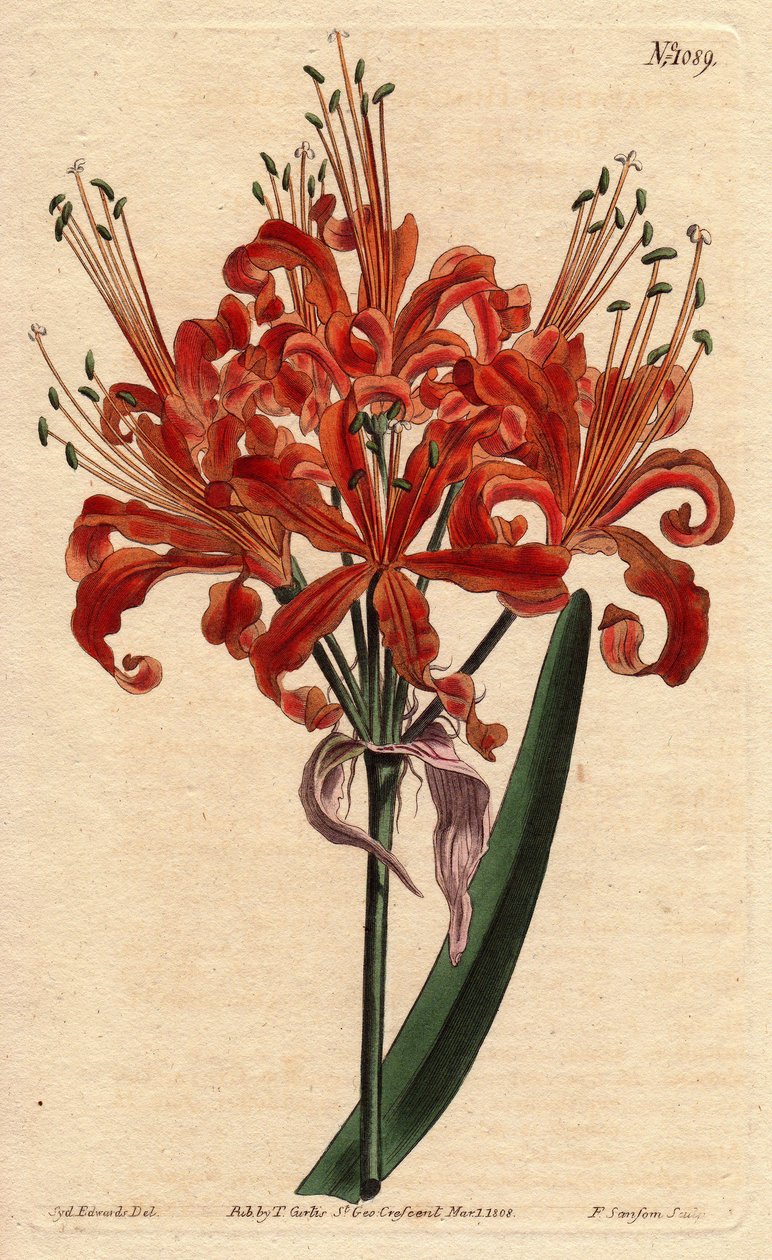 Laksefarvet amaryllis, med krøllet orange blomst, blomstrende fra en enkelt fod. Laksefarvet amaryllis, med krøllede orange blomster, der blomstrer fra en enkelt stilk. Amaryllis ydmyger. Håndfarvet kobberstik fra en botanisk illustration af af Sydenham Teast Edwards