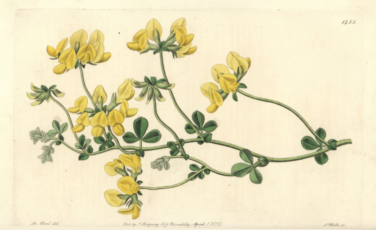Sand lotus - Sand lotus, Lotus arenarius. Håndfarvet kobberstik af S. Watts efter en illustration af M. Hart fra Sydenham Edwards