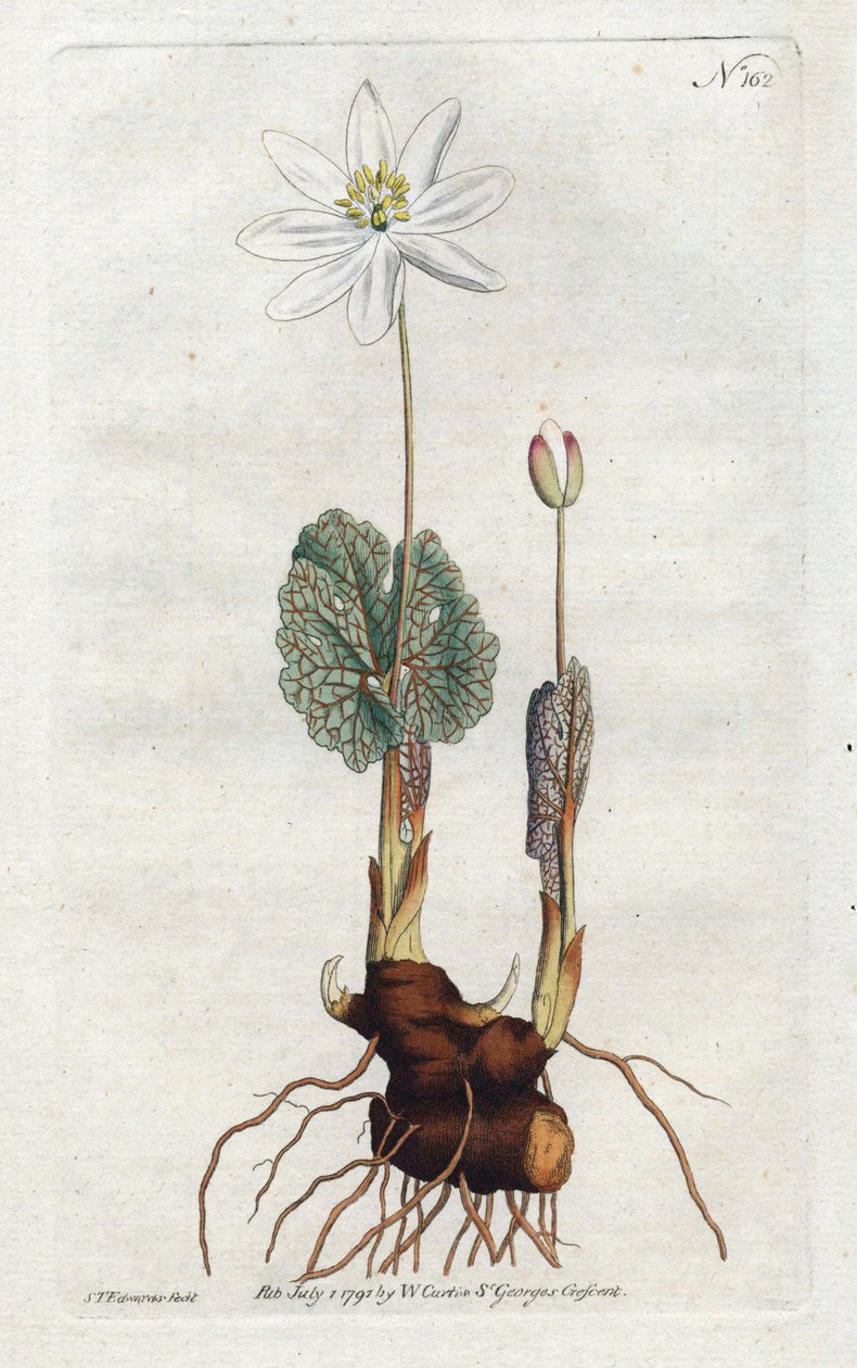Sanguinaire du Canada - Litografi af Sydenham Edwards (1768-1819), plade fra William Curtis