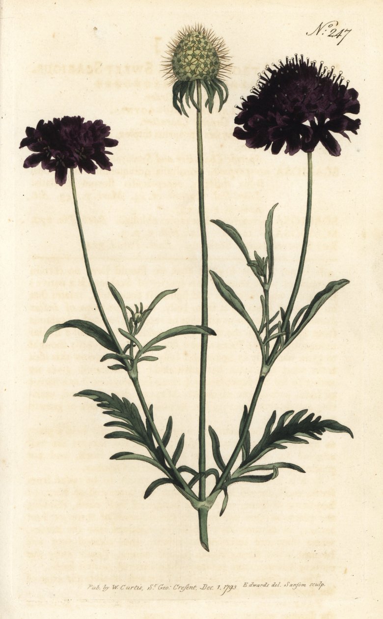 Fnatbrug af haver - Sød fnat, Scabiosa atropurpurea. Håndfarvet kobberstik af Sansom efter en illustration af Sydenham Edwards fra William Curtis