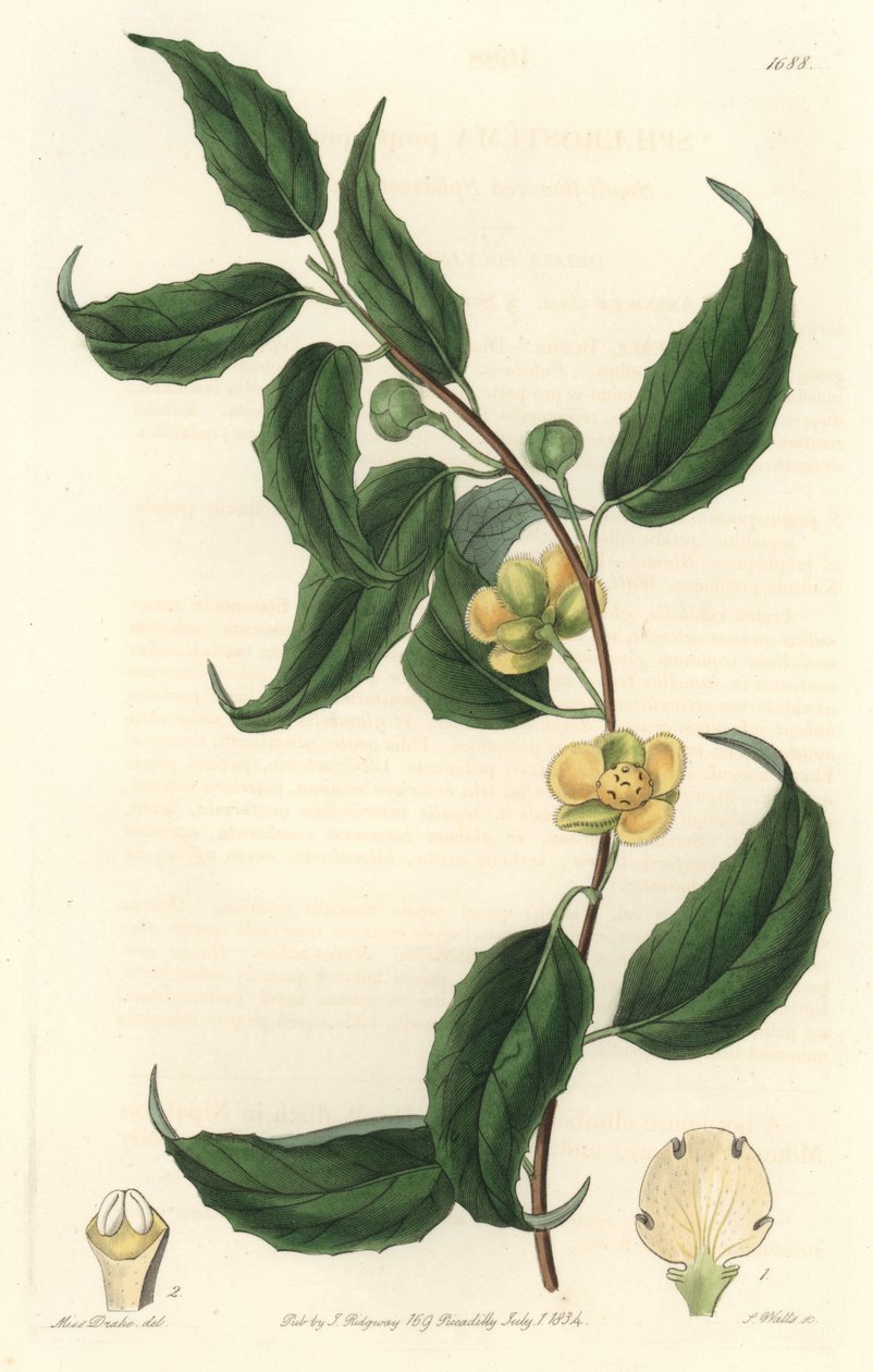 Schisandra har gule blomster, hjemmehørende i Nepal - Water forte af S. Watts fra en illustration af Sarah Anne Drake (1803-1857), fra det botaniske register af Sydenham Teast Edwards