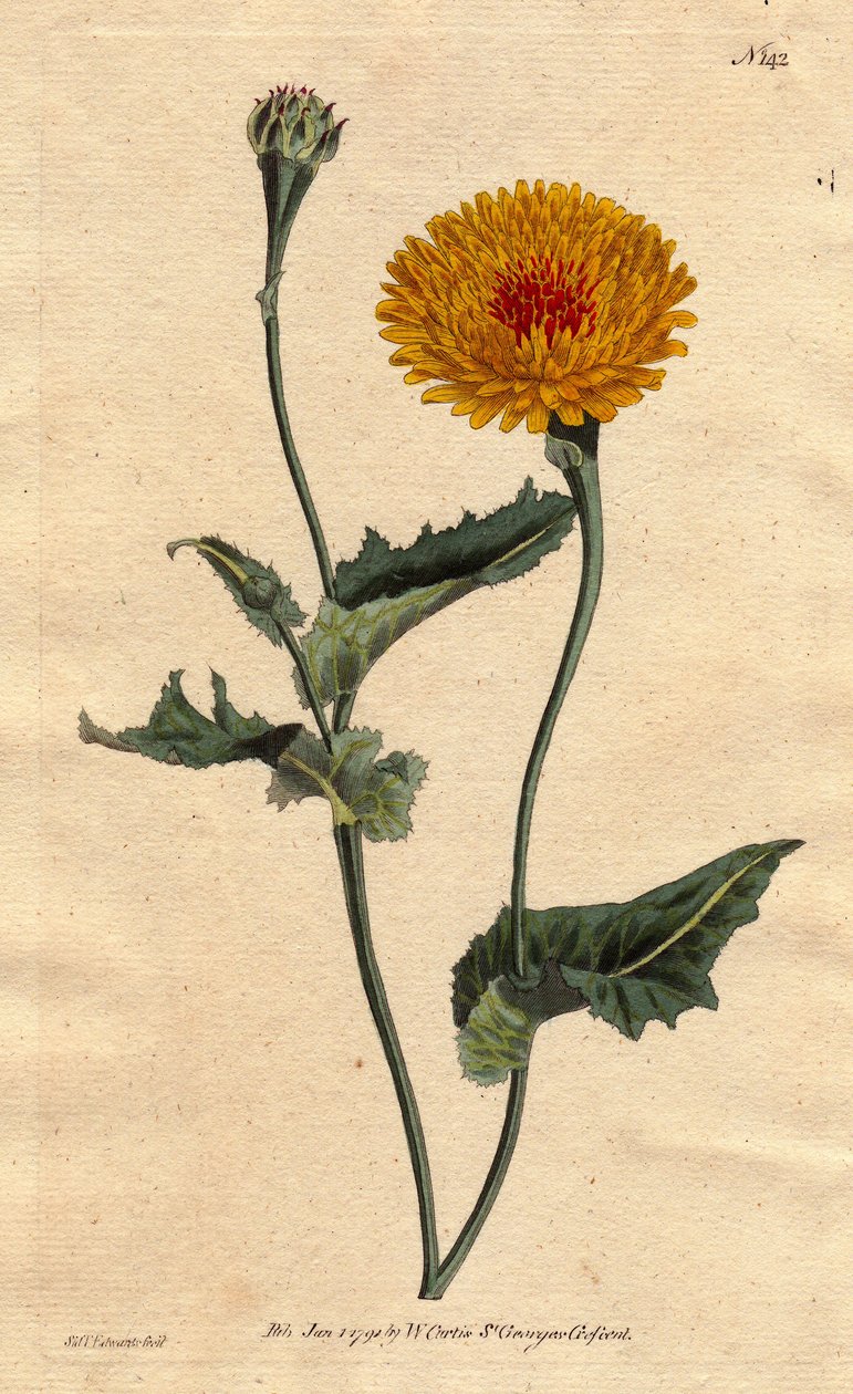 Scorsonere (eller salsifi) af Tanger eller hugormegræs med valmueblad, gule blomster med karmosinrødt fluehjerte. Tangier scorzonera eller valmuebladet hugormgræs: gul blomst med karmosinrøde pletter i midten. "En indfødt i Tangier på Barbarys kyst." Scorz af Sydenham Teast Edwards