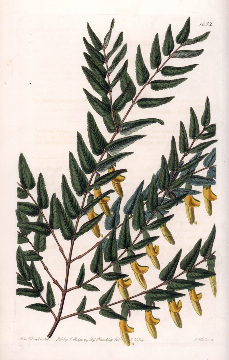 Scotia og glatte grene - Plade indgraveret af S.Watts, fra en illustration af Sarah Anne Drake (1803-1857), fra Botanical Register of Sydenham Edwards (1768-1819), England af Sydenham Teast Edwards