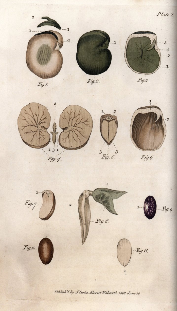 Frø og deres sektioner: sorter af almindelige bønne- og figenfrø. Farvet kobberstik, illustration af Sydenham Edwards (1768-1819) til Conferences of Botanical, Botanical Garden of Lambeth (England) af Sydenham Teast Edwards