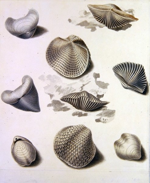Skaller og marineflora (blyant, kuglepen, blæk og akvarel på papir) (se også 351984, 351986 og 351987) af Sydenham Teast Edwards