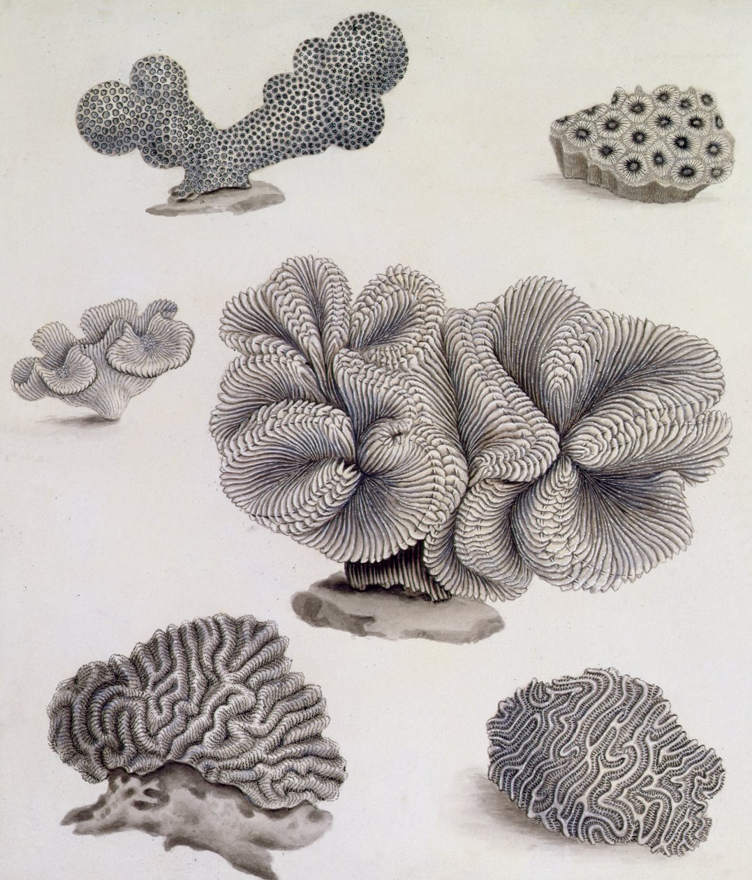 Skaller og marineflora (blyant, pen, blæk og akvarel) (se også 351985, 351986 og 351987) af Sydenham Teast Edwards