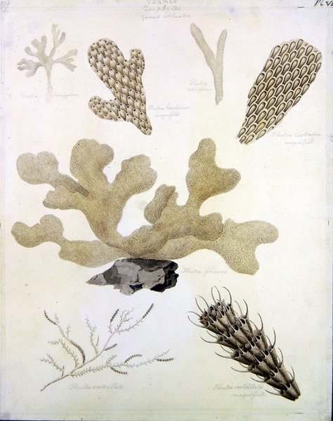 Skaller og marineflora (blyant, kuglepen, blæk og akvarel på papir) (se også 351984, 351985 og 351986) af Sydenham Teast Edwards