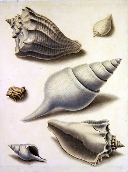 Skaller og marineflora (blyant, kuglepen, blæk og akvarel på papir) (se også 351984, 351985 og 351987) af Sydenham Teast Edwards