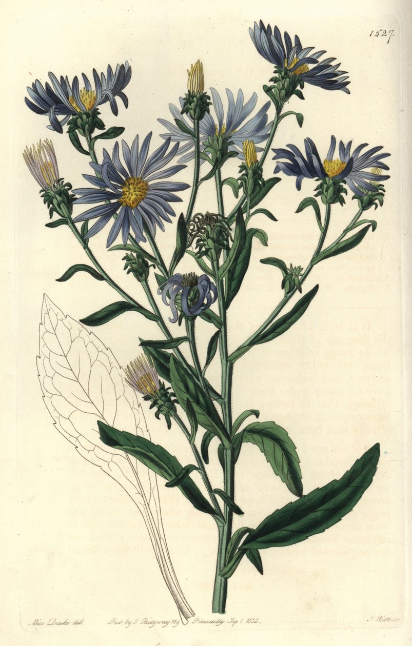 Skøn aster, Aster spectabilis. Håndfarvet kobberstik af S. Watts efter en illustration af Miss Sarah Drake fra Sydenham Edwards