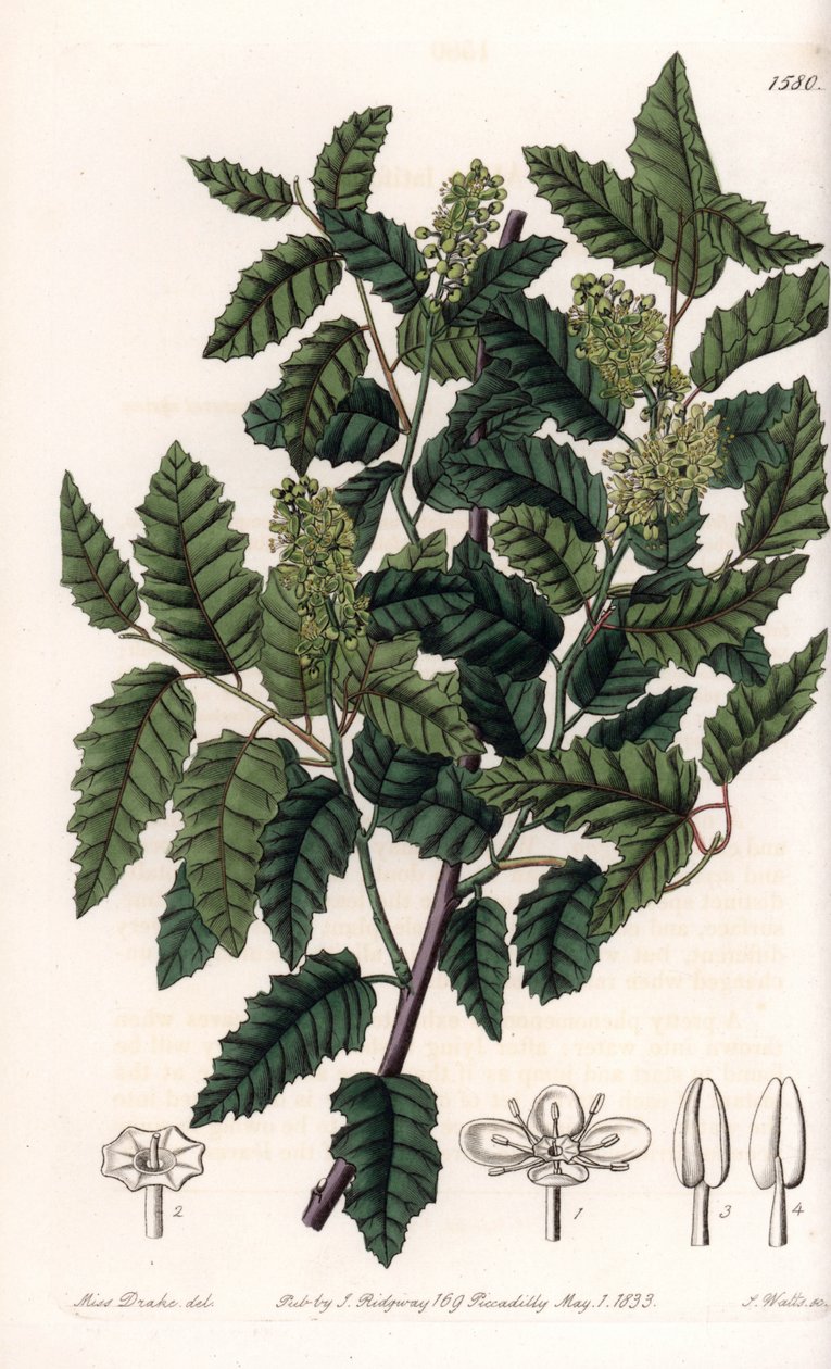 Busk Schinus latifolia, Pepper Variety - Plade graveret af S.Watts, fra en illustration af Sarah Anne Drake (1803-1857), fra Botanical Register of Sydenham Edwards (1768-1819), England af Sydenham Teast Edwards