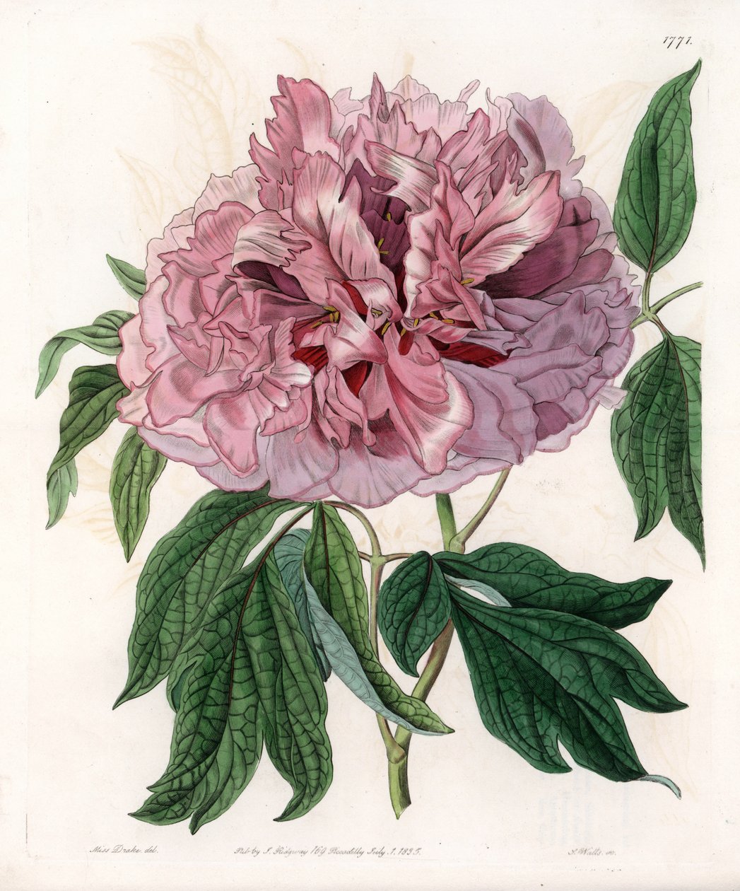 Buskpæon eller fårepæon - Indgraveret tavle af S.Watts, fra en illustration af Sarah Anne Drake (1803-1857), fra Botanical Register of Sydenham Edwards (1768-1819), England af Sydenham Teast Edwards