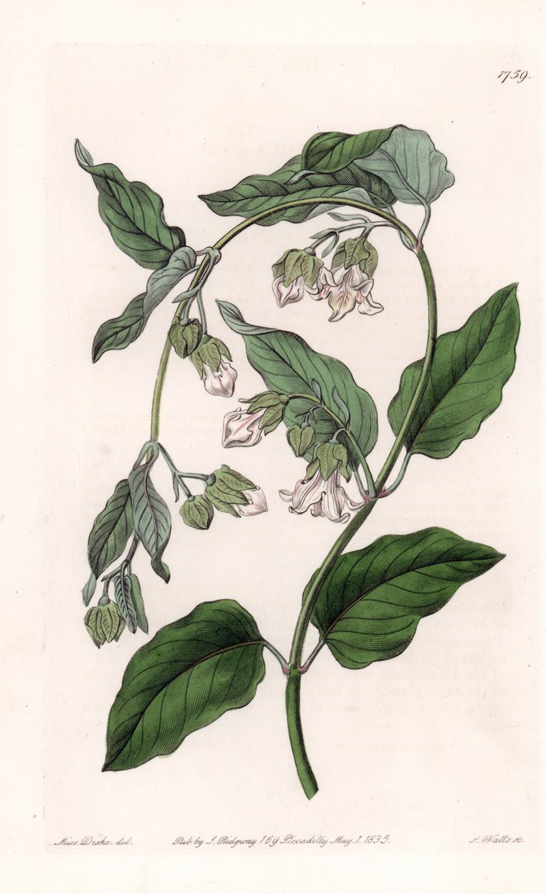 Silkeholder Araujia - Plade graveret af S.Watts, fra en illustration af Sarah Anne Drake (1803-1857), fra Botanical Register of Sydenham Edwards (1768-1819), England af Sydenham Teast Edwards