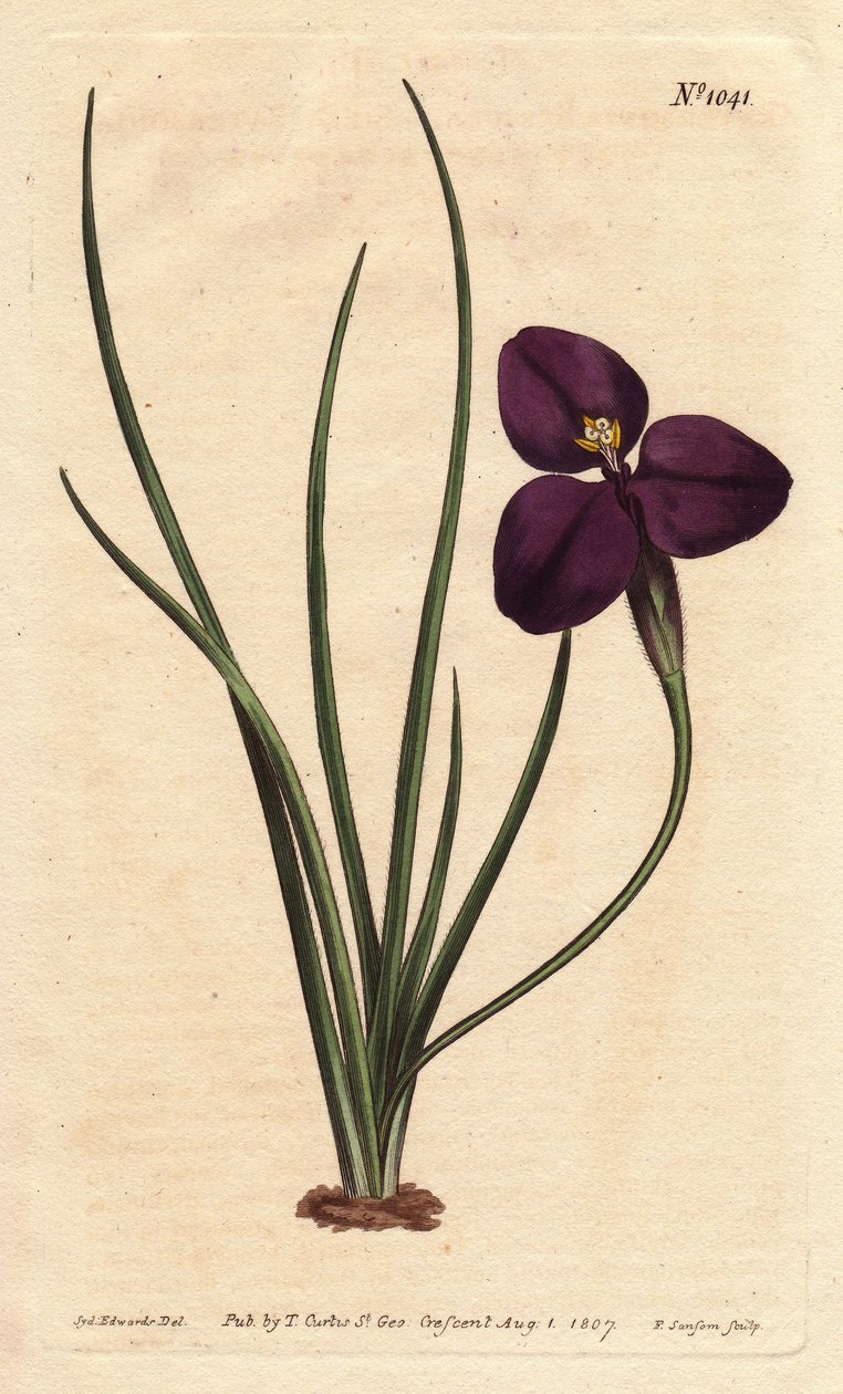Silkeblød patersonia med mørk lilla blomst. Opkaldt efter oberst Paterson, som studerede australsk flora. Silkeblød patersonia med mørk lilla blomst. En indfødt i Australien. Opkaldt efter oberst Paterson, assisterende guvernør i New South Wales. Patersoni af Sydenham Teast Edwards