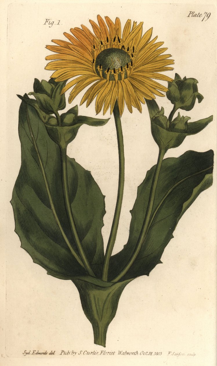 Silphium eller Rosinweed, Silphium asteriscus, Polygamia nessaria. Håndfarvet kobberplade -gravering af F. Sansom fra en botanisk illustration af Sydenham Edwards for William Curtis 