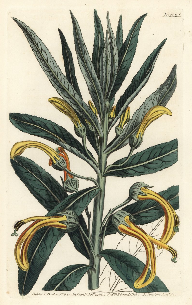 Siphocampylus giganteus, truet (Gigantisk lobelia, Lobelia gigantea). Håndfarvet kobberstik af F. Sansom Jr. efter en illustration af Sydenham Edwards fra William Curtis