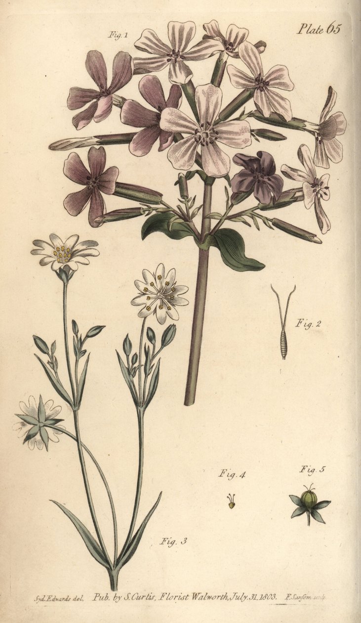 Sæbeurt, Saponaria officinalis, Digynia af Sydenham Teast Edwards