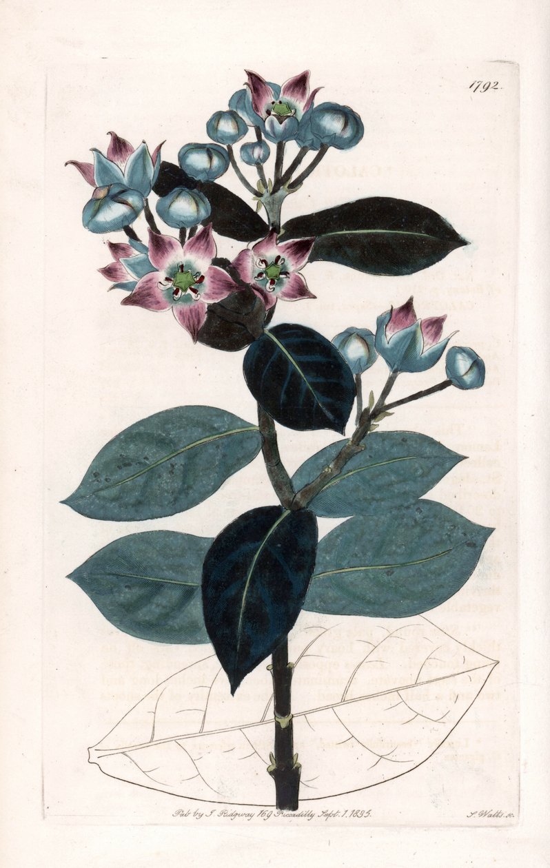 Sodomæbletræ eller silketræ - plade indgraveret af S.Watts, fra en illustration af Sarah Anne Drake (1803-1857), fra Sydenham Edwards