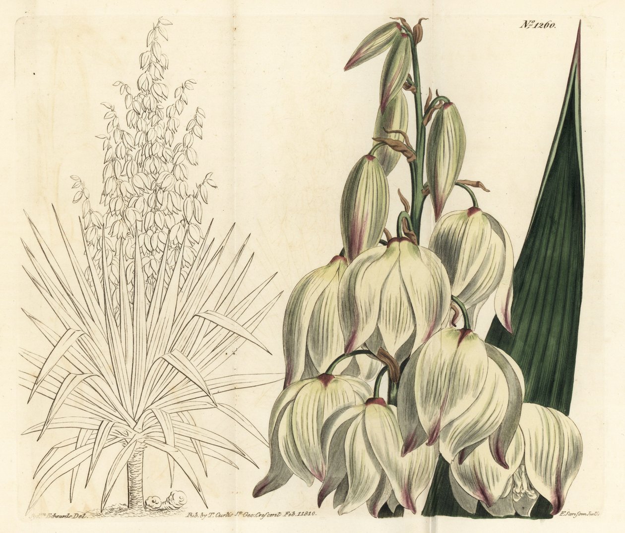 Spansk dolk eller fremragende Adams nål, Yucca gloriosa. Håndfarvet kobberstik af F. Sansom Jr. efter en illustration af Sydenham Edwards fra William Curtis