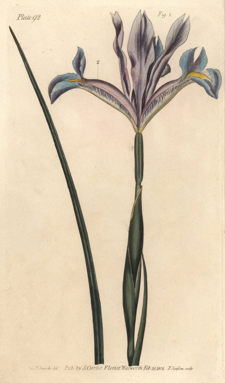 Spansk iris, Iris xiphium. Håndfarvet kobberstik af F. Sansom af en botanisk illustration af Sydenham Edwards til William Curtis