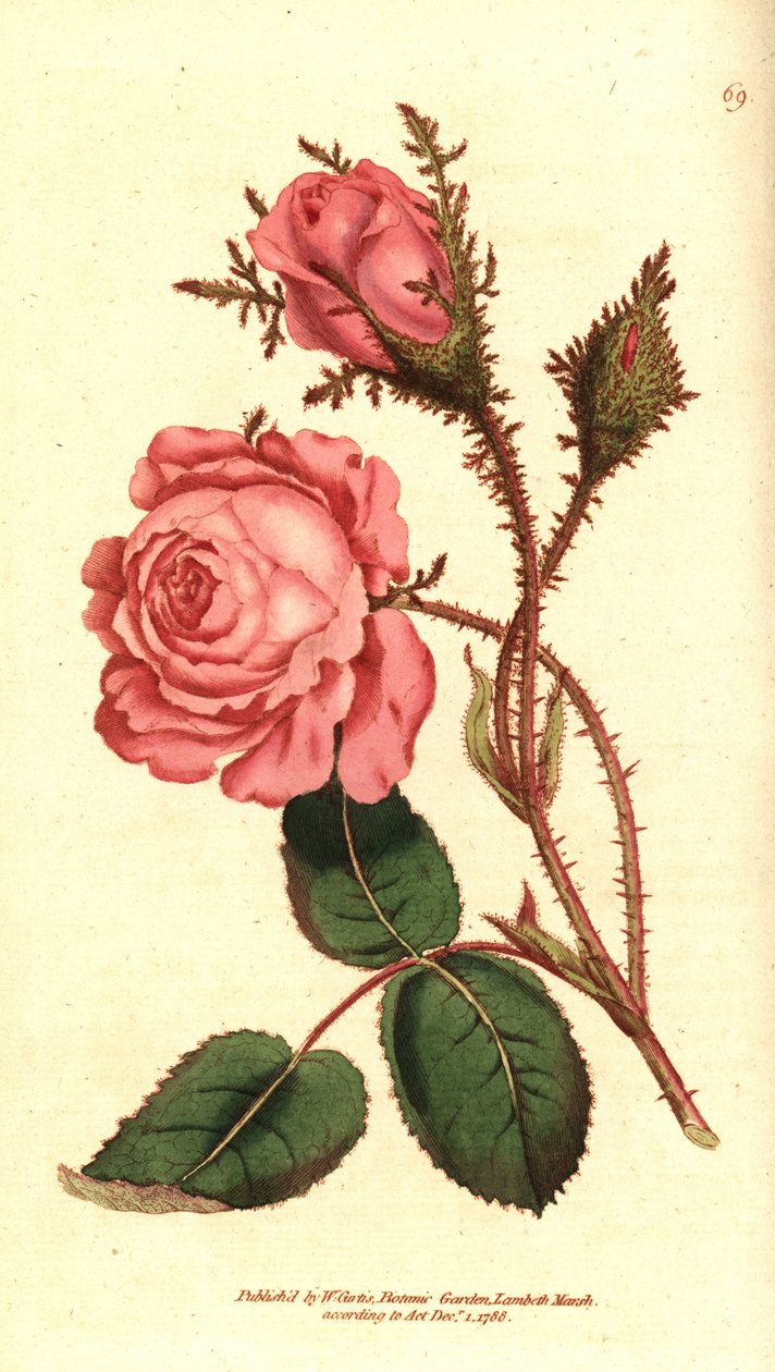 Mousserende rose (mousserende rose) - Pink mos, Rosa centifolia f. muscosa (Rosa muscosa). Håndfarvet kobberstik efter en botanisk illustration fra William Curtis