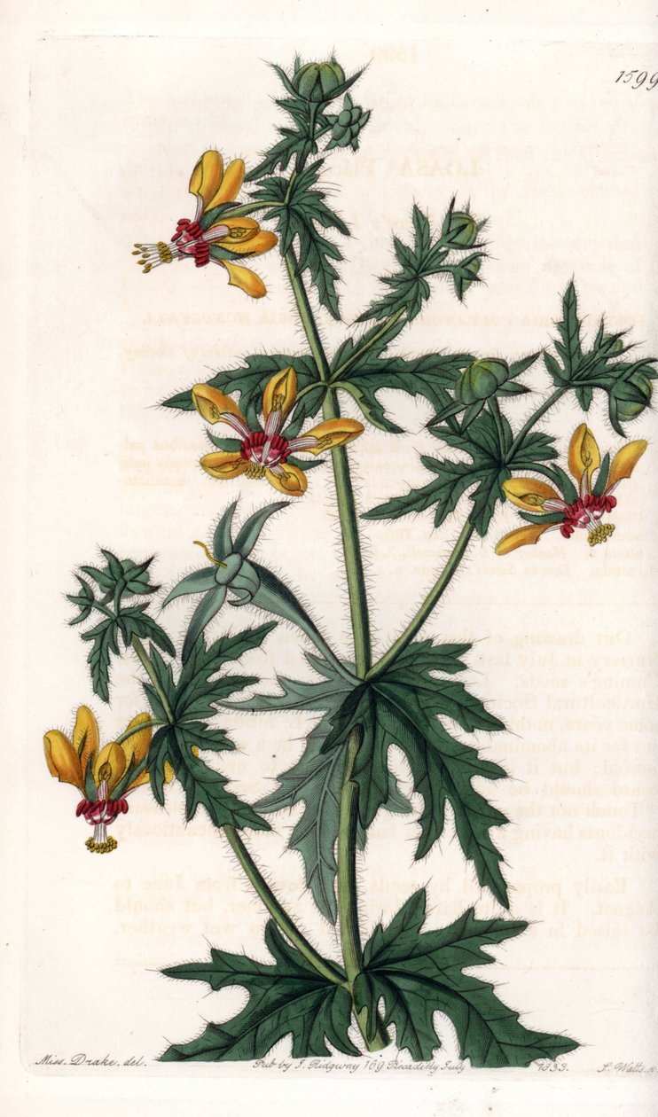 Spicy Poppy - Plade graveret af S.Watts, fra en illustration af Sarah Anne Drake (1803-1857), fra Botanical Register of Sydenham Edwards (1768-1819), England af Sydenham Teast Edwards
