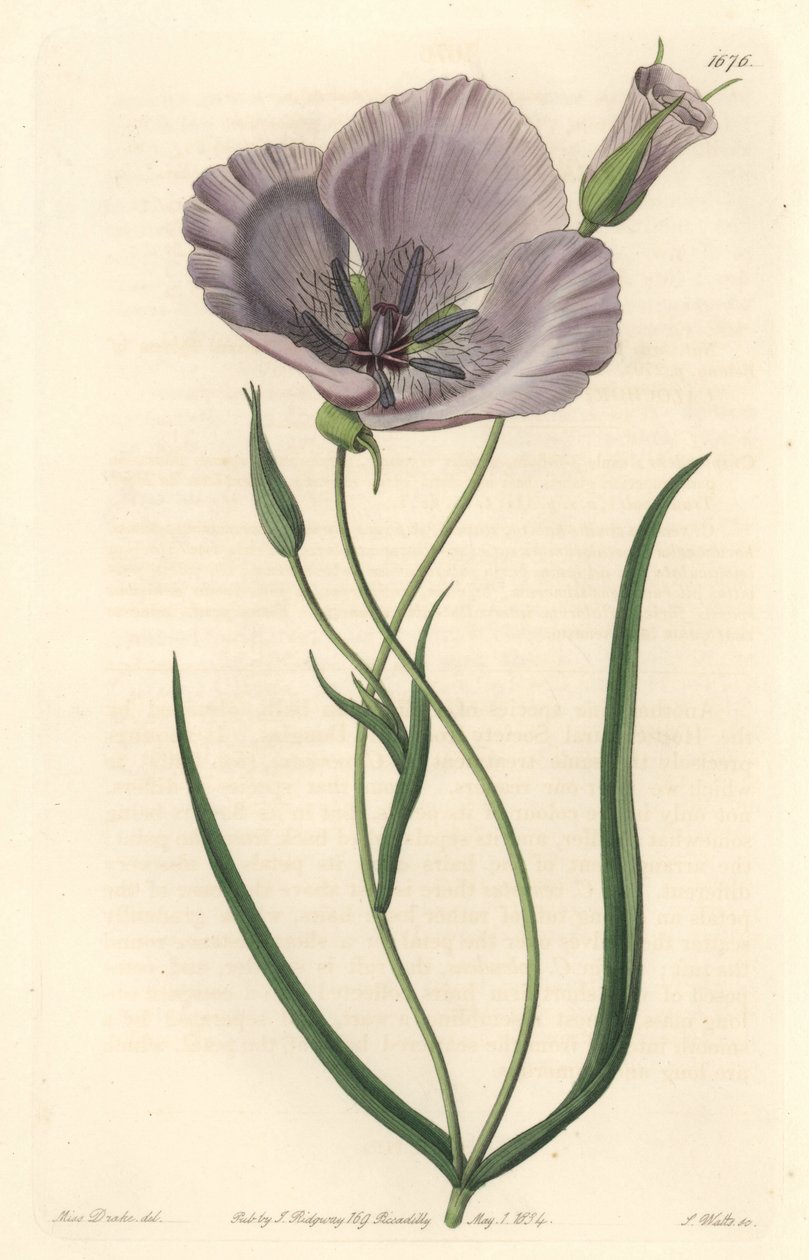 Splendid calochorte (pragtig mariposa), hjemmehørende i Californien - Satiny calochortus eller pragtfuld mariposa lilje, Calochortus splendens, Native to California - Håndfarvet kobberstik S. Watts efter en illustration af Miss Drake, fra Sydenham Edwar af Sydenham Teast Edwards