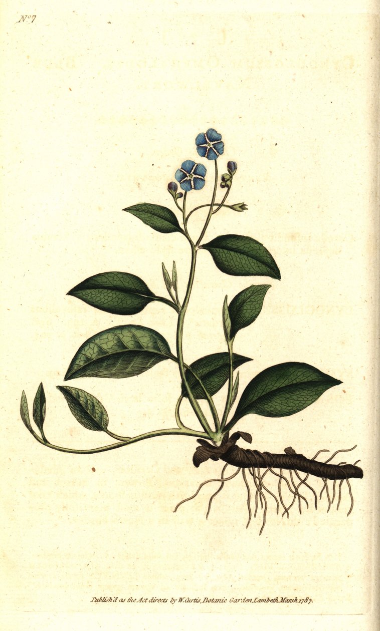 Spring Omphalodes eller Printaniere Little Borage - Krybende navleurt, Omphalodes verna (blå navleurt, Cynoglossum omphalodes). Håndfarvet kobberstik efter en botanisk illustration af James Sowerby fra William Curtis
