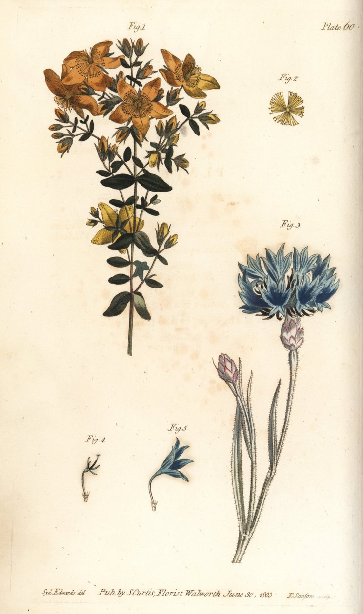 Perikon, Hypericum perforatum, Polyadelphia af Sydenham Teast Edwards
