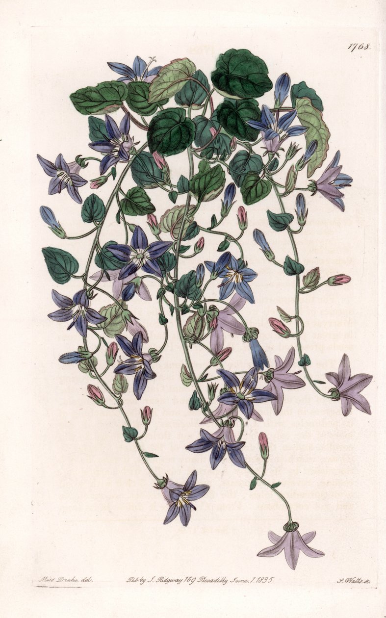 Stjernekampanule - Plade indgraveret af S.Watts, fra en illustration af Sarah Anne Drake (1803-1857), fra Botanical Register of Sydenham Edwards (1768-1819), England af Sydenham Teast Edwards