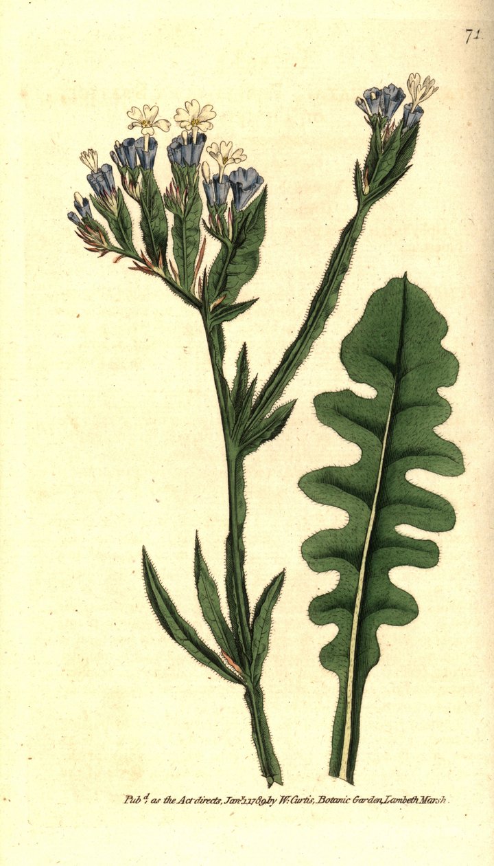 Statice sinue eller Limonium med sinuerede blade - Havlavendel, Limonium sinuatum (Purple-cup 