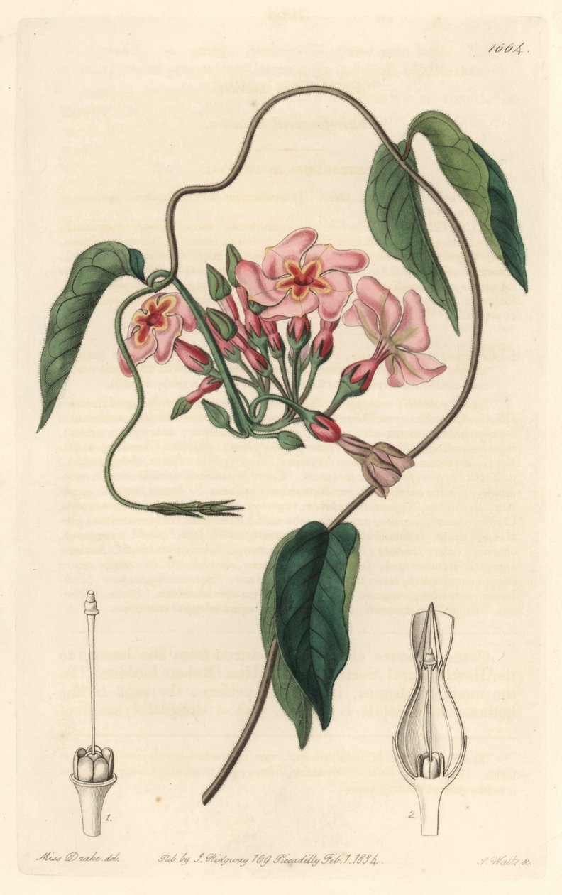 Stellar echite, hjemmehørende i Brasilien - Water forte af S. Watts fra en illustration af Sarah Anne Drake (1803-1857), fra det botaniske register af Sydenham Teast Edwards