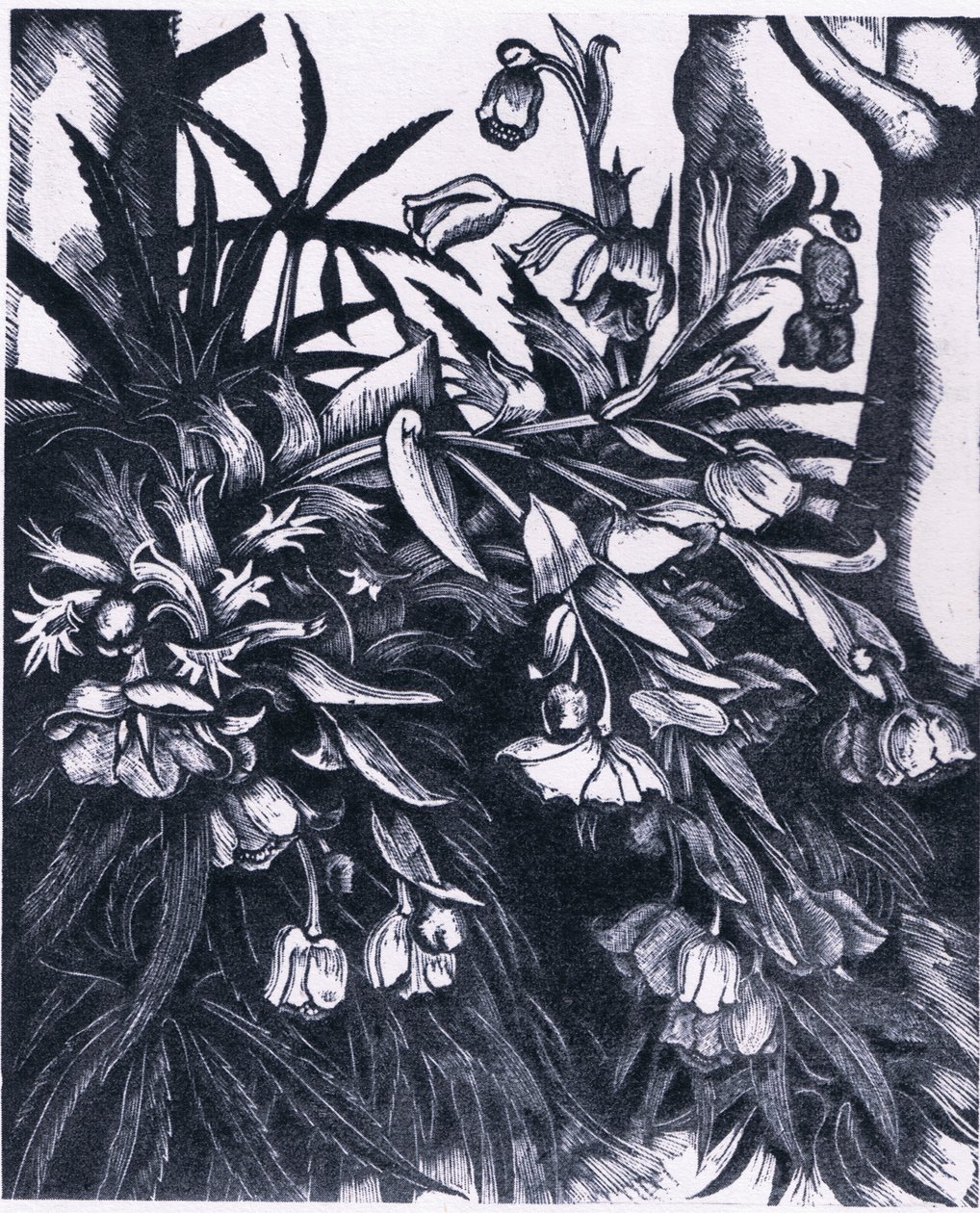 Stinking Hellebore, Nature in Britain udgivet af Collins af Sydenham Teast Edwards