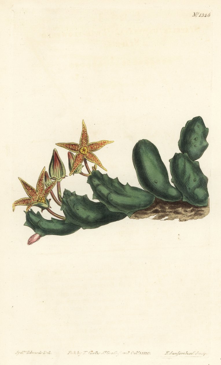 Stisseria geminata (Toblomstret stapelia, Stapelia geminata). Håndfarvet kobberstik af F. Sansom Jr. efter en illustration af Sydenham Edwards fra William Curtis
