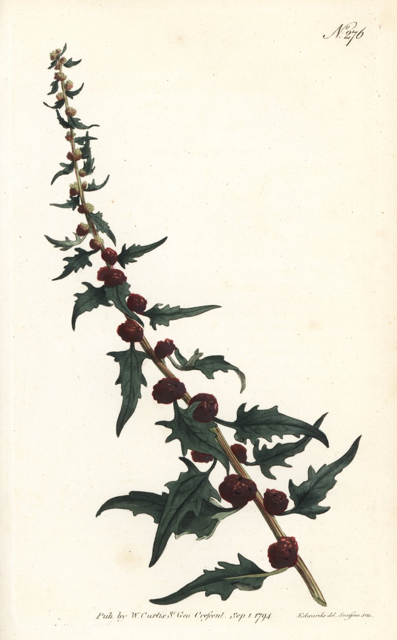 Jordbærspinard i baguette - Bladgåsefod, Chenopodium foliosum (Strawberry blite, Blitum virgatum). Håndfarvet kobberstik af Sansom efter en illustration af Sydenham Edwards fra William Curtis
