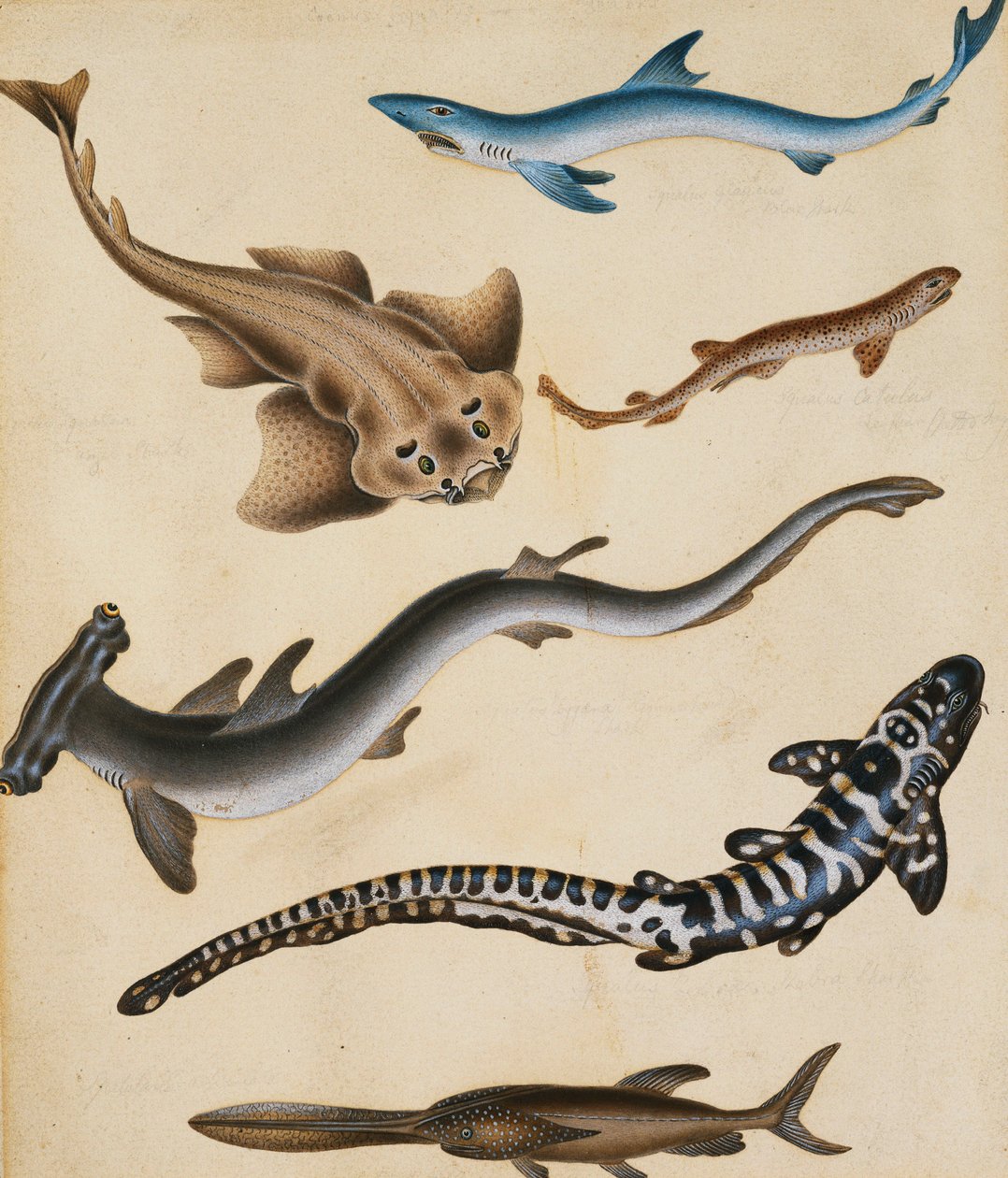 Studies of Fish including Shark, Pikefish, Carp and Gillhead, dani af Sydenham Teast Edwards