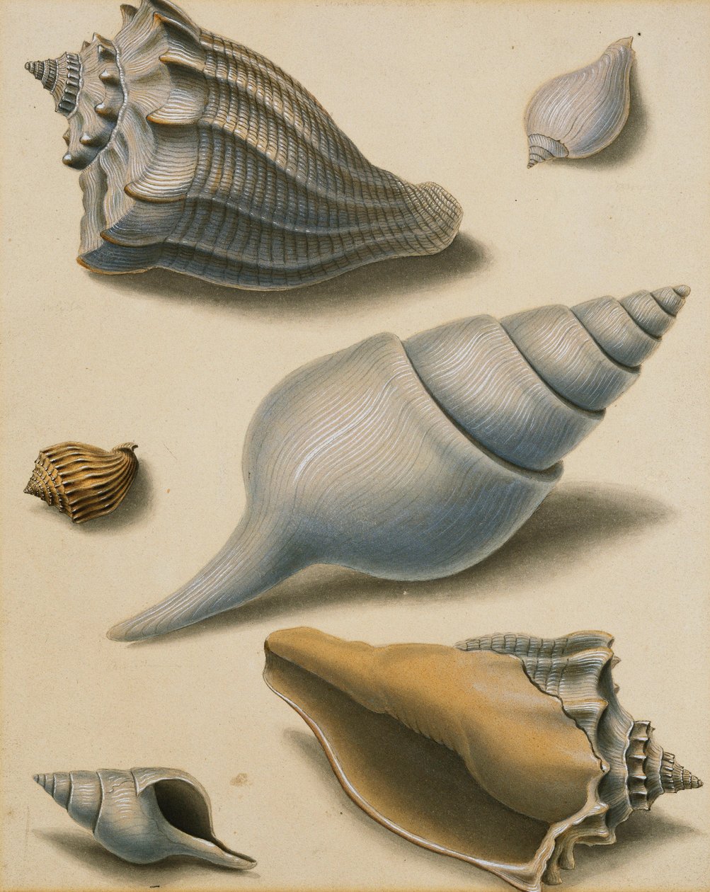 Studies of Shells and Marine Flora, dani af Sydenham Teast Edwards