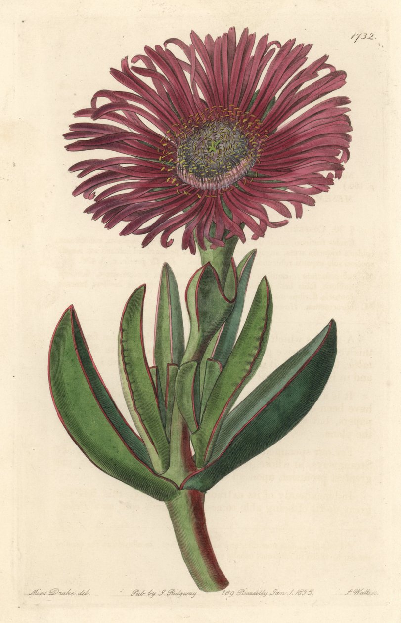 Sukkulent plante Carpobrotus, hjemmehørende i Sydafrika - Stærkt vand af S. Watts fra en illustration af Sarah Anne Drake (1803-1857), fra det botaniske register af Sydenham Teast Edwards