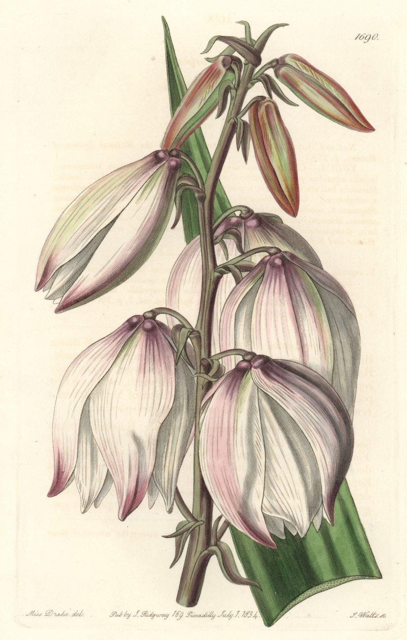 Superb Yucca - Water forte af S. Watts fra en illustration af Sarah Anne Drake (1803-1857), fra det botaniske register af Sydenham Teast Edwards