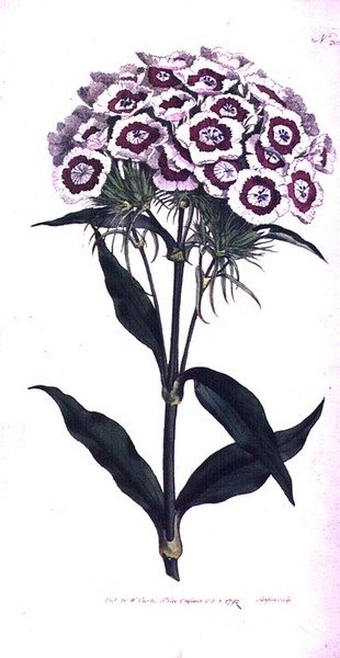 Søde William eller Bearded Pink (Dianthus barbatus), plade 205 fra William Curtis 