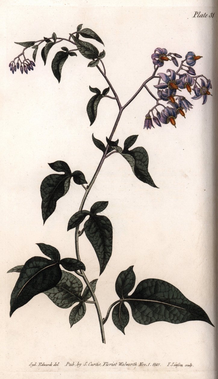 Sød bitter eller bitter sød natskygge. Farvet kobberstik, illustration af Sydenham Edwards (1768-1819) til Conferences of Botanical, Botanical Garden of Lambeth (England) af Sydenham Teast Edwards