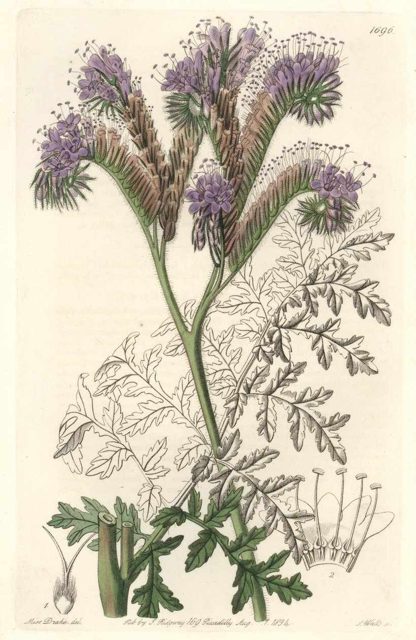 Tansy leaf phacelia, hjemmehørende i Californien - Water forte af S. Watts fra en illustration af Sarah Anne Drake (1803-1857), fra det botaniske register af Sydenham Teast Edwards