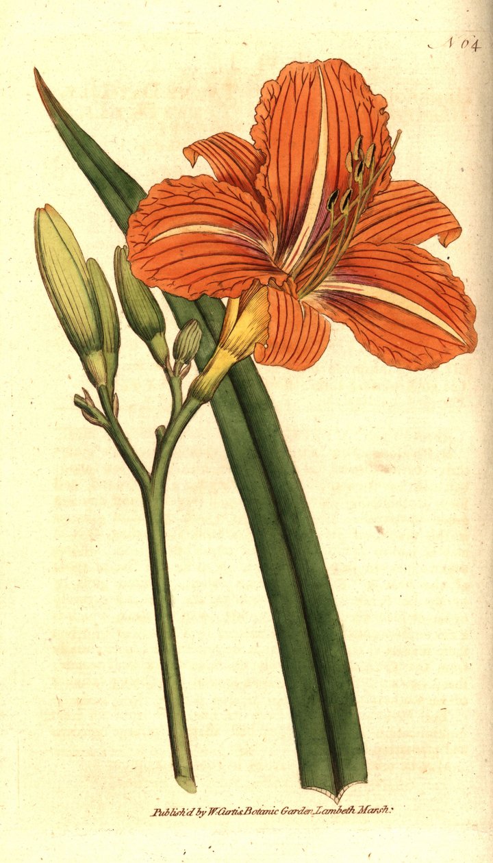 Brunfarvet daglilje, Hemerocallis fulva. Håndkoloreret kobberstik efter en botanisk illustration fra William Curtis