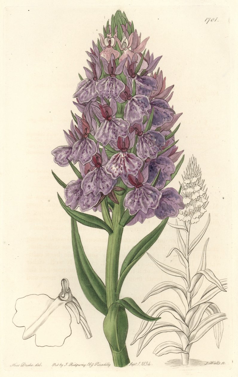 Terrestrisk orkidé, endemisk på øen Madeire - Water forte af S. Watts fra en illustration af Sarah Anne Drake (1803-1857), fra det botaniske register af Sydenham Teast Edwards