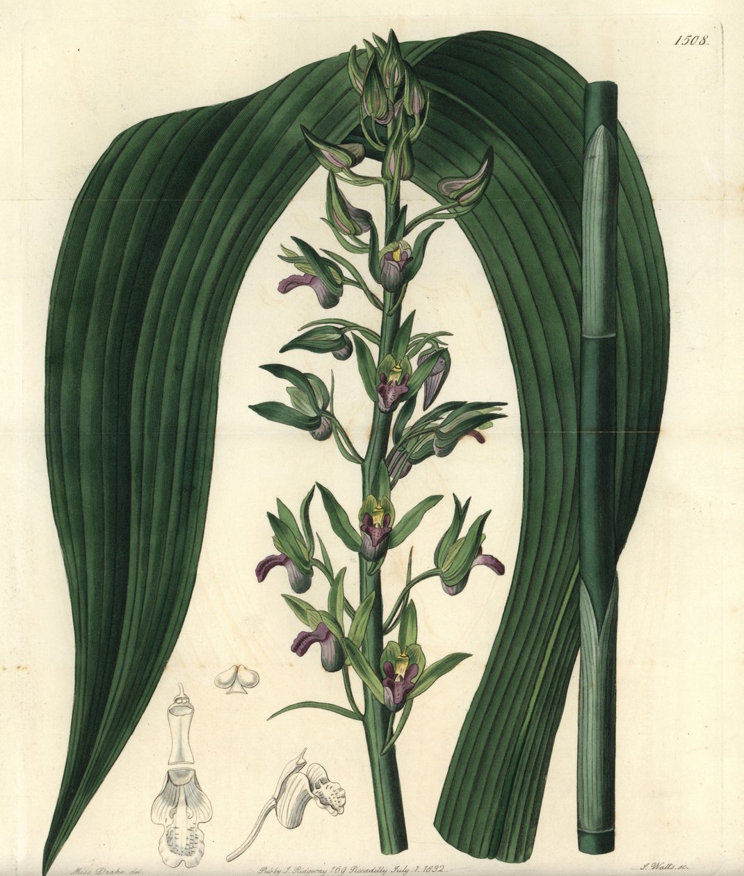 Terrestrisk orkidévariete - Vild kokosorkidé, Eulophia alta (Woodfords cyrtopodium, Cyrtopodium woodfordii). Håndfarvet kobberstik af S. Watts efter en illustration af Miss Sarah Drake fra Sydenham Edwards