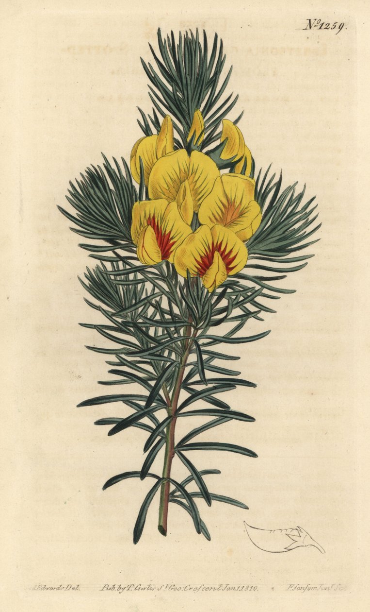 Splinten eller honningbusken - Coastal te eller kustee, Cyclopia genistoides (Plettet-blomstret ibbetsonia, Ibbetsonia genistoides). Håndfarvet kobberstik af F. Sansom Jr. efter en illustration af Sydenham Edwards fra William Curtis