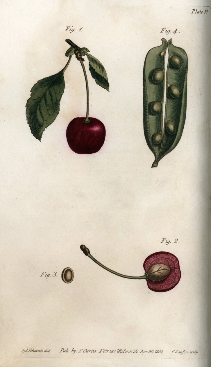 Ærtebæren (bælgfrugt) og del af frugten af kirsebær (eller vilde kirsebær eller fugle). Farvet kobberstik, illustration af Sydenham Edwards (1768-1819) til Conferences of Botanical, Botanical Garden of Lambeth (England) af Sydenham Teast Edwards